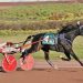 Trotting filly notches 16th victory of the year 4 Trotting filly notches 16th victory of the year
