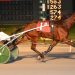 Undefeated gelding takes $100,000 DSBF Final 2