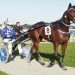 Test match day for Trotting fillies 2