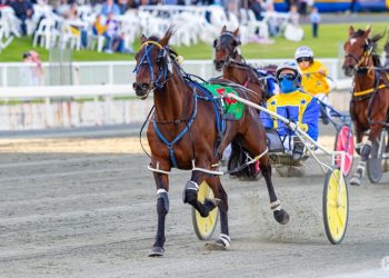 Hall shaping his next ‘Pacing Cups’ horse