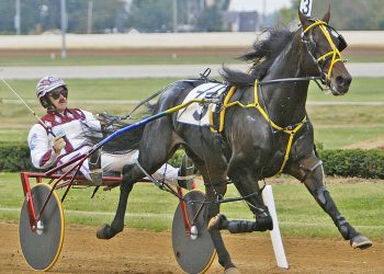 Royal Mattjesty passes away, age 23