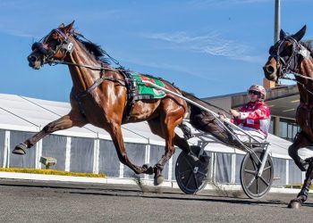 Queensland harness racing wrap