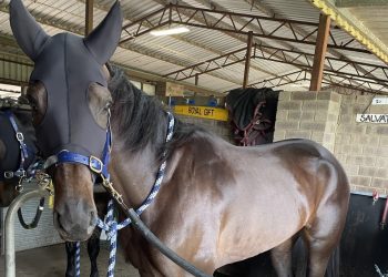 Big tracks the lure for WA pacer in Inter Dominion
