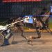 Navy Blue completes DSBF prelim sweep