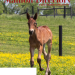 OHHA winner Stallion Directory Photo Contest