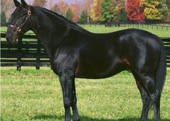 His offspring have won over $500 million worldwide