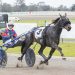 Setback ruins Queensland plans for Cravache Dor 4 Finals places on the line for Vicbred trotters