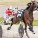 Zeus to star in Vicbred Super Series trotting heats