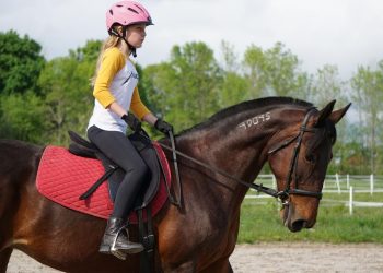 Maine horse people raise funds for retired Standardbreds