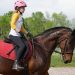 Maine horse people raise funds for retired Standardbreds 1 Maine horse people raise funds for retired Standardbreds