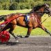 Irish-bred trotter heading for the USA