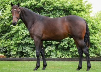 Himself displays epic stamina in Nugget win