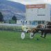 A return to the turf in Hobart