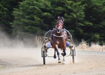 Queensland harness racing wrap