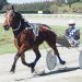 Second chance for veteran trotter 1 Second chance for veteran trotter