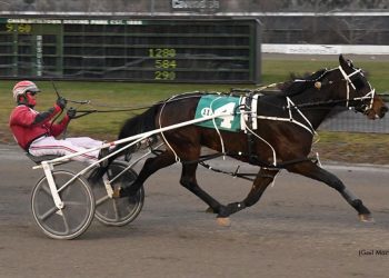 Patient steer turns into a winning effort