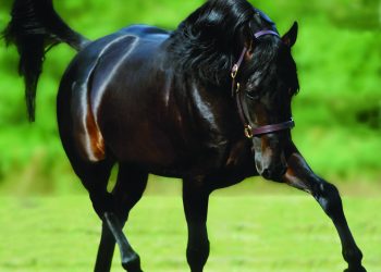 Rustler Hanover passes at age 27