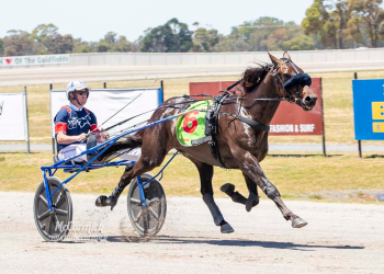 Favourites dominate heats for Vicbred trotting series