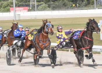 Tasmanian harness highlights