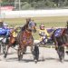 Tasmanian harness highlights