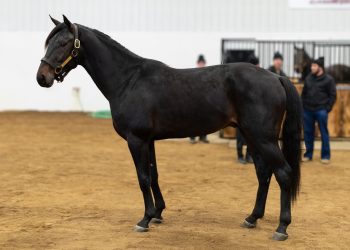 Kountry Lane newcomer takes Indiana by storm