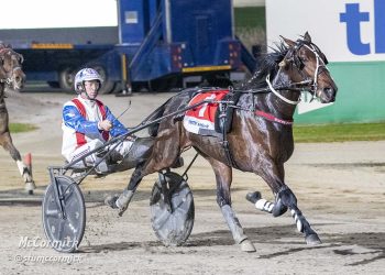 Finals places on the line for Vicbred trotters