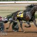 Four greats elected to Living Horse Hall of Fame 3 Bettor's Wish