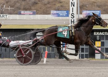 Adios champion wins Open Pace