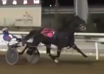 Shark Week devours sixth straight field