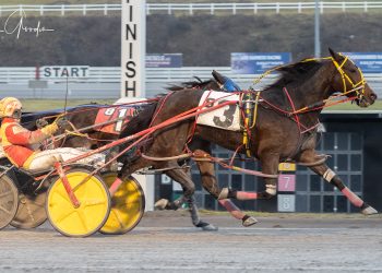 Drop and pop works for Irish Daydream