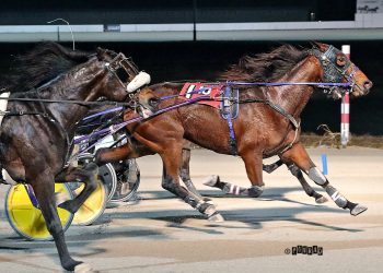 Sly Little Fox outfoxes male rivals in Open