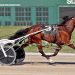 Downbytheseaside filly named Ohio’s rookie pacing filly of the year