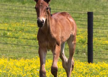 2023 Ohio Stallion Directory available online