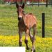 2023 Ohio Stallion Directory available online