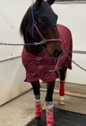 Roll With The Flow nabs third Preferred in four