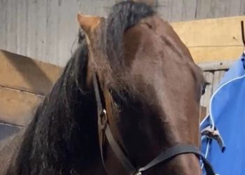 After long journey, “Harry Scary” rewards Day