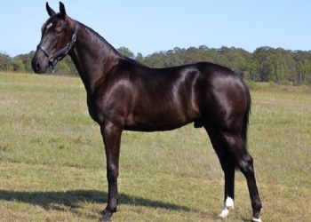 Amazing results for Alabar stallions at the APG Gold Coast sale