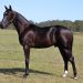 Amazing results for Alabar stallions at the APG Gold Coast sale