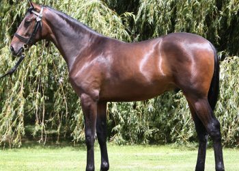 High priced yearling making home track debut