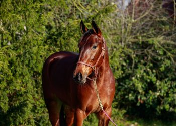 Unbeaten Italian filly purchased for 140,000 euros