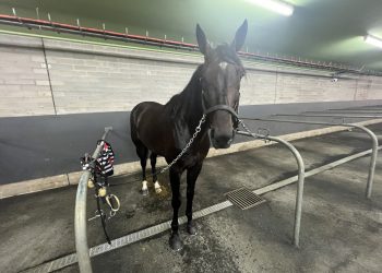 Captain Ravishing sparkles in brilliant Ballarat trial