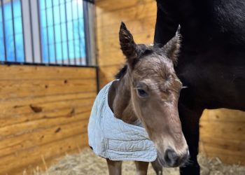 Allerage Farm of PA has first foal of 2023