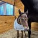 Allerage Farm of PA has first foal of 2023