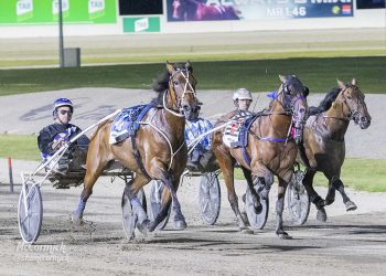 Kiwi trotter too good in Group Two Dullard Cup