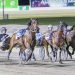 Kiwi trotter too good in Group Two Dullard Cup