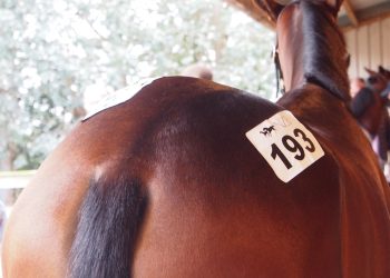 Southern Bred Southern Reared – The back story