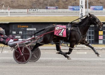 Lone Wolf feasts on feature field