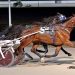 17-1 upset winner in $30,000 Open Trot 2 17-1 upset winner in $30,000 Open Trot