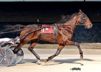 Rose Run Valor never looks back in Open Trot