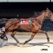 Rose Run Valor never looks back in Open Trot